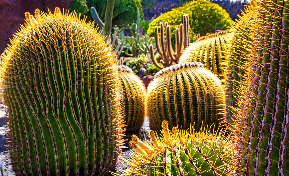 Beautiful сacti from tropical cactus garden (Jardin de Cactus) in Guatiza village. Location: Lanzarote, Canary Islands, Spain. Artistic picture. Beauty world. Beautiful сacti from tropical cactus garden (Jardin de Cactus) in Guatiza village. Location: Lanzarote, Canary Islands, Spain. Artistic picture. Beauty world.