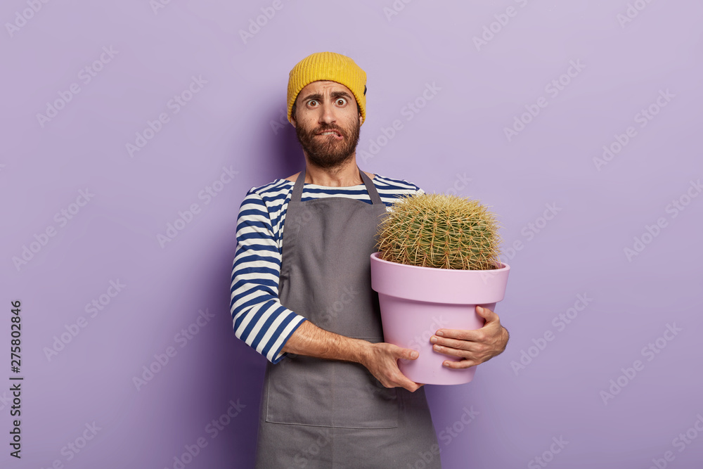 Nervous plantsman carries potted cactus, being professional florist, cares about plants in his shop, wears yellow hat and apron, bites lower lip, poses against purple background. Botany concept Nervous plantsman carries potted cactus, being professional florist, cares about plants in his shop, wears yellow hat and apron, bites lower lip, poses against purple background. Botany concept
