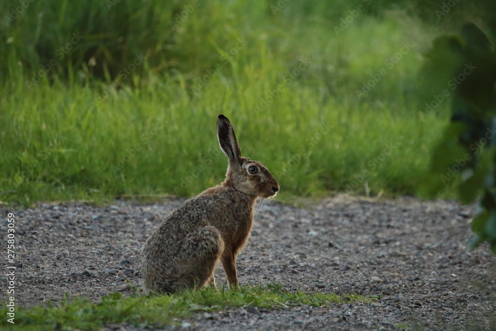 Fototapeta premium Hase auf Feldweg