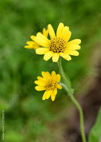 Arnika, Arnica chamissonis, Wiesenarnika photo