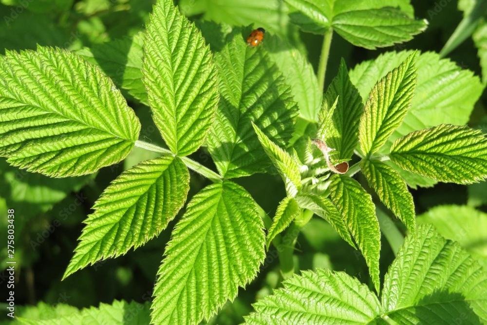 Raspberry leaves background in the garden, closeup Raspberry leaves background in the garden, closeup