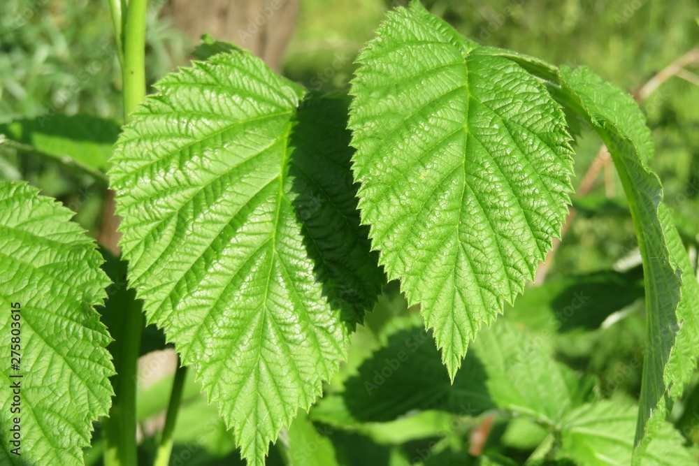 Raspberry leafs in the garden, closeup Raspberry leafs in the garden, closeup