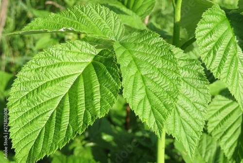Raspberry leaves in the garden in spring, closeup