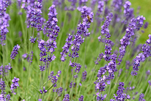 Lavendel, Lavendula, angustifolia © Ruckszio