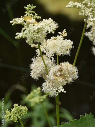 Maedesuess, Filipendula, ulmaria photo