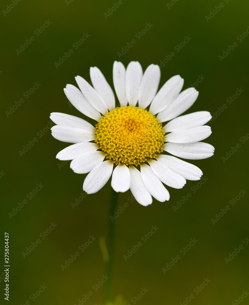 Obraz premium Roemischer Bertram, Anacyclus, pyrethrum