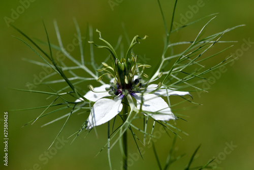 Fotografia Schwarzkuemmel, Nigella, sativa
