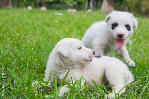 Thai bangkaew dog 2 cute white puppies playing in the park and look at camera sitting in grass. © Stock.Foto.Touch
