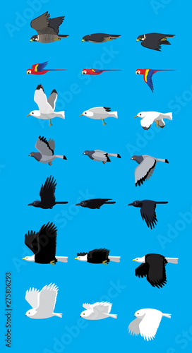 Various Bird Flying Sequence Cute Cartoon Vector Illustration