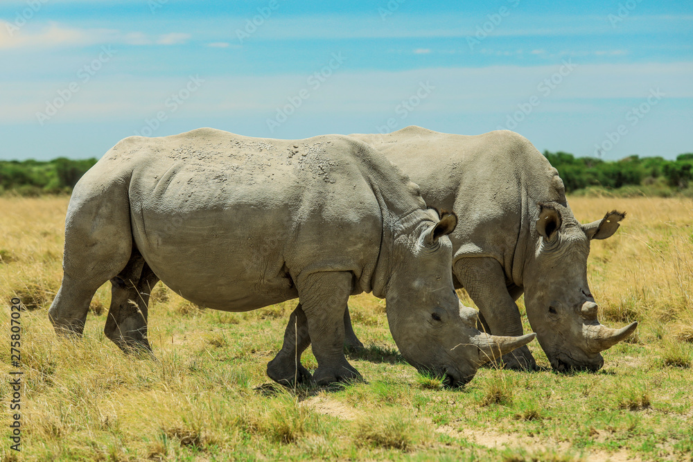 White Rhino in the Nxai Pan Park, Botswana, Africa White Rhino in the Nxai Pan Park, Botswana, Africa