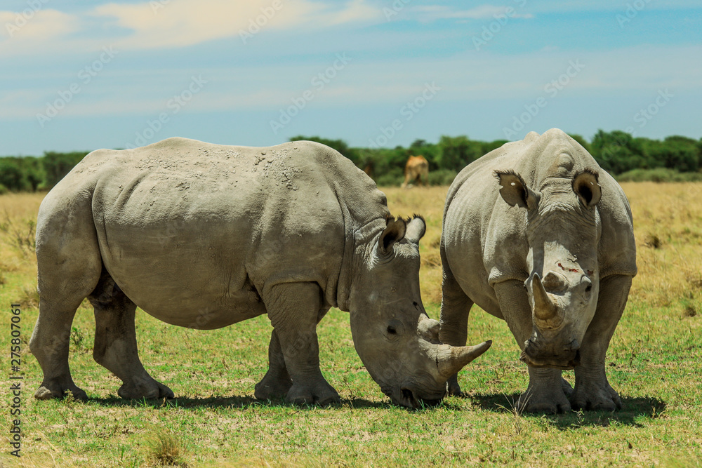 Obraz premium White Rhino in the Nxai Pan Park, Botswana, Africa