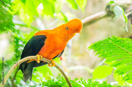 Canvas Print andean cock-of-the-rock on a branch, Peruvian rupicola