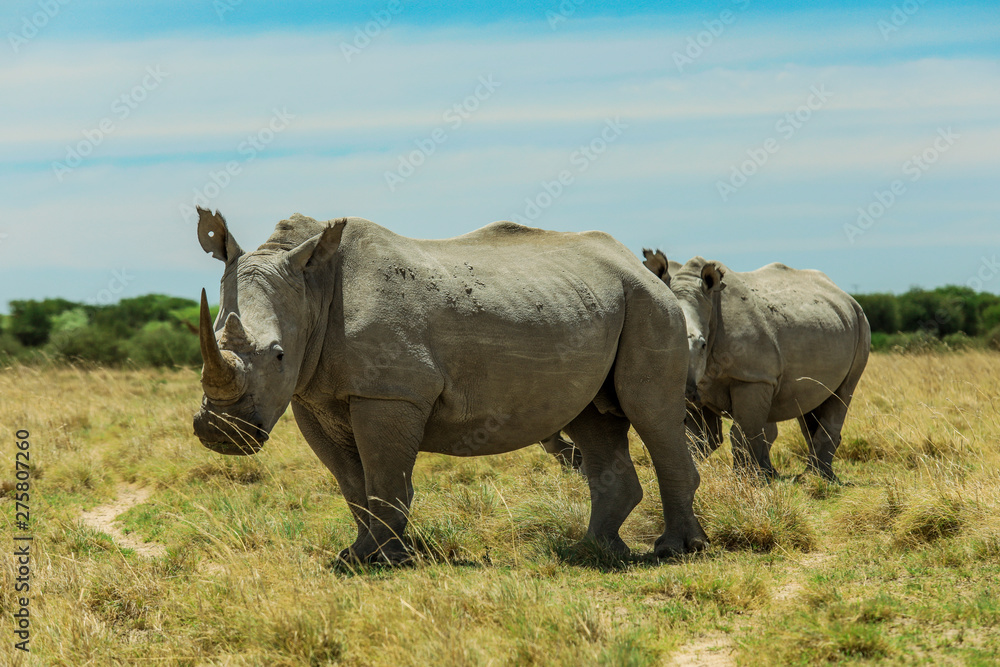 Fototapeta premium White Rhino in the Nxai Pan Park, Botswana, Africa