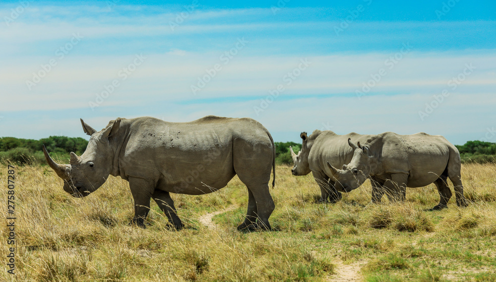 White Rhino in the Nxai Pan Park, Botswana, Africa White Rhino in the Nxai Pan Park, Botswana, Africa