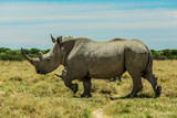 White Rhino in the Nxai Pan Park, Botswana, Africa