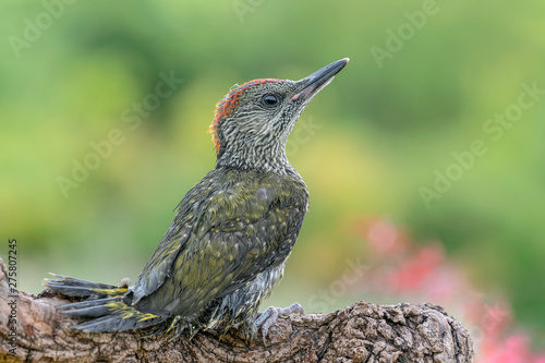 Portrait of European green woodpecker juvenile (Picus virdis) photo