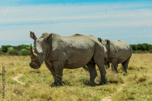 White Rhino in the Nxai Pan Park  Botswana  Africa