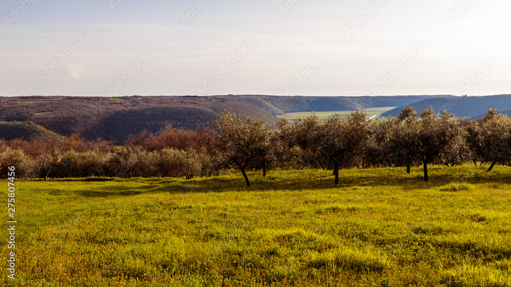 Olive trees in the croatian countryside