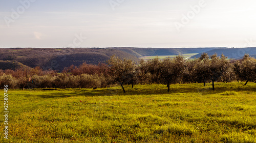 Olive trees in the croatian countryside © zakaz86