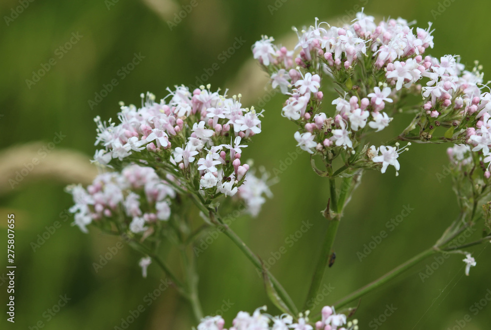 marsh valerian or Valeriana dioica, blooming in spring marsh valerian or Valeriana dioica, blooming in spring