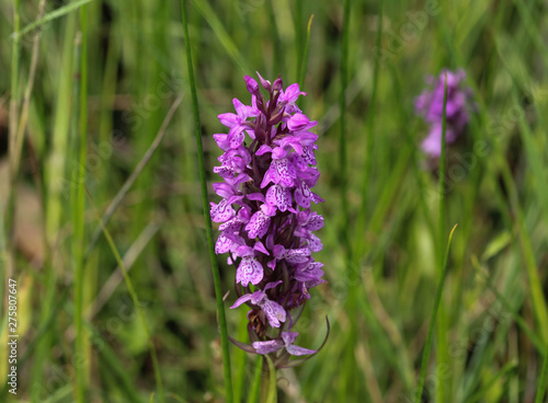 Dactylorhiza majalis  also known as western marsh orchid  broad-leaved marsh orchid  fan orchid  common marsh or Irish marsh orchid  blooming in spring on wet grassland