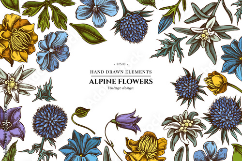 Floral design with colored bellflower, edelweiss, globethistle, globeflower, meadow geranium, gentiana