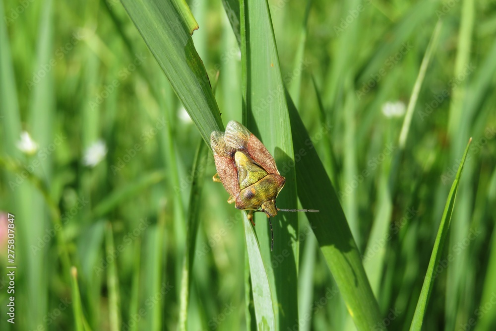 Beautiful shieldbug on natural green grass background in the meadow, closeup Beautiful shieldbug on natural green grass background in the meadow, closeup