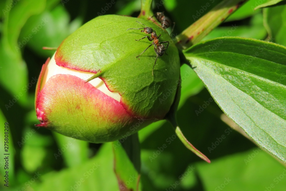 Beautiful white peony bud in the garden on natural green leaves background, closeup Beautiful white peony bud in the garden on natural green leaves background, closeup