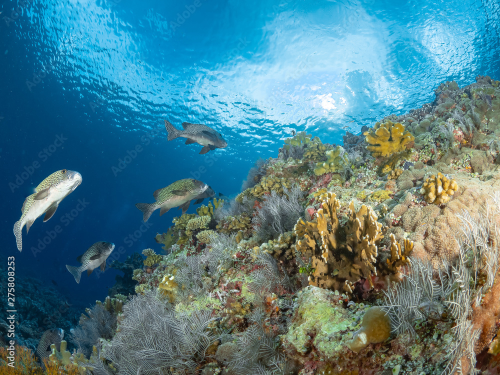 Fototapeta premium Sealife Tubbataha Reef (Philippines)