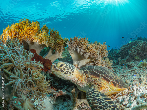 Sealife Tubbataha Reef (Philippines)