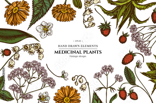 Floral design with colored aloe, calendula, lily of the valley, nettle, strawberry, valerian