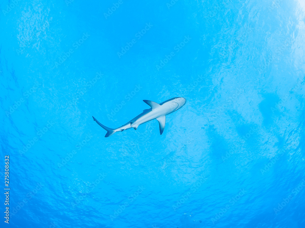 Fototapeta premium Sealife Tubbataha Reef (Philippines)