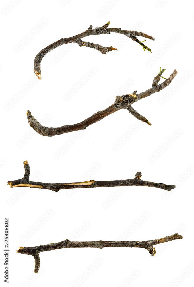Obraz premium Dry tree twigs branches isolated on white background. close-up
