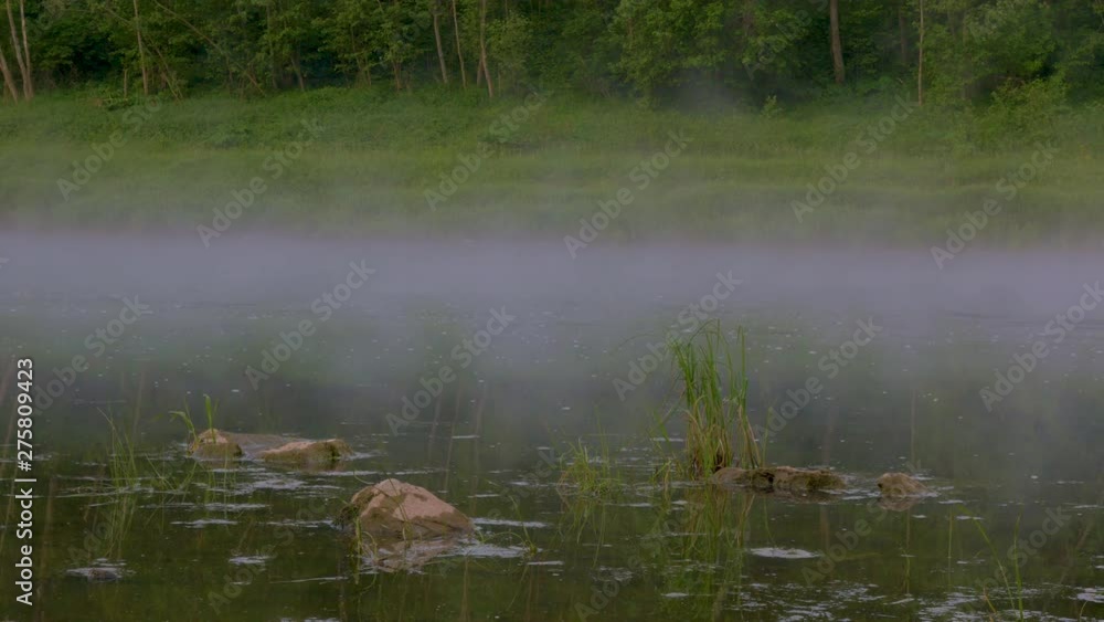 stones grass appear in water from dissipating fog by forest stones grass appear in water from dissipating fog by forest