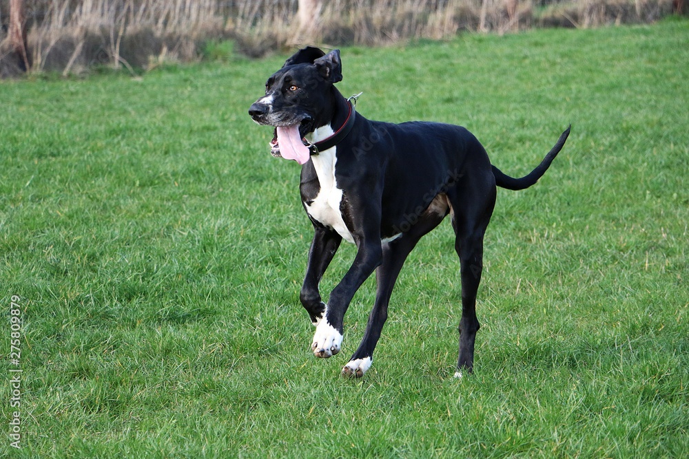 funny black and white great dane is running in the garden