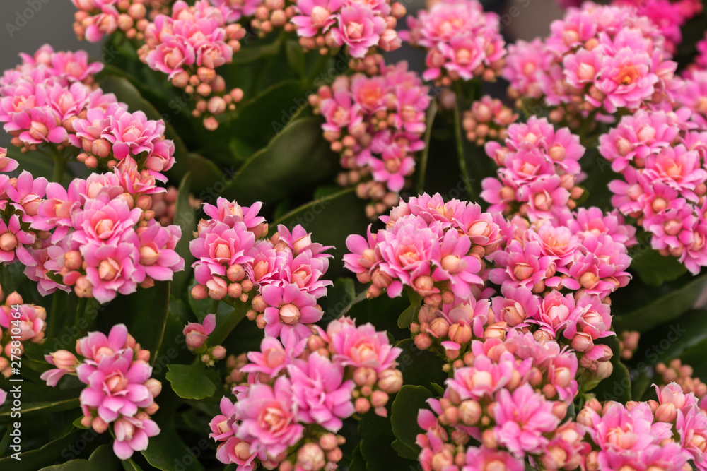 pink kalanchoe Saxifragales Crassulaceae Kalanchoe flower bloom. pink kalanchoe Saxifragales Crassulaceae Kalanchoe flower bloom.
