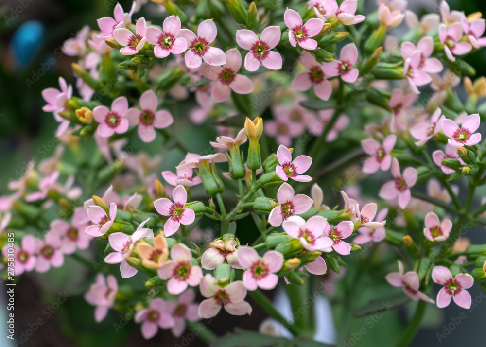 pink kalanchoe Saxifragales Crassulaceae Kalanchoe flower bloom. pink kalanchoe Saxifragales Crassulaceae Kalanchoe flower bloom.