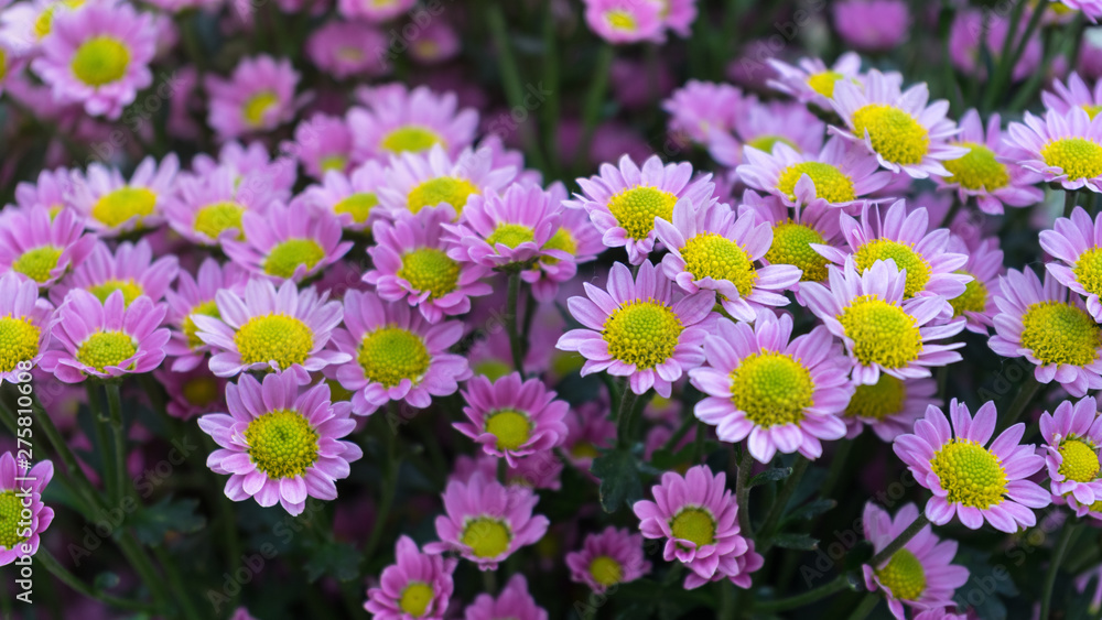 beautiful pink Chrysanthemum flowers in summer garden. beautiful pink Chrysanthemum flowers in summer garden.