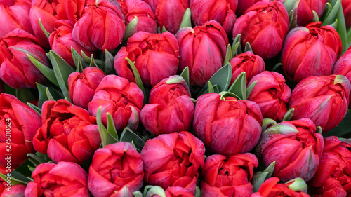 Giant bouquet of beautiful red tulips as background.