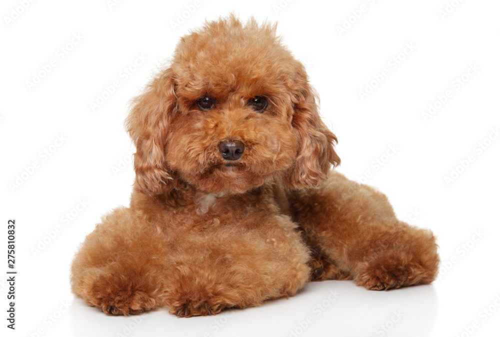 Red Toy Poodle puppy lying on white background Red Toy Poodle puppy lying on white background