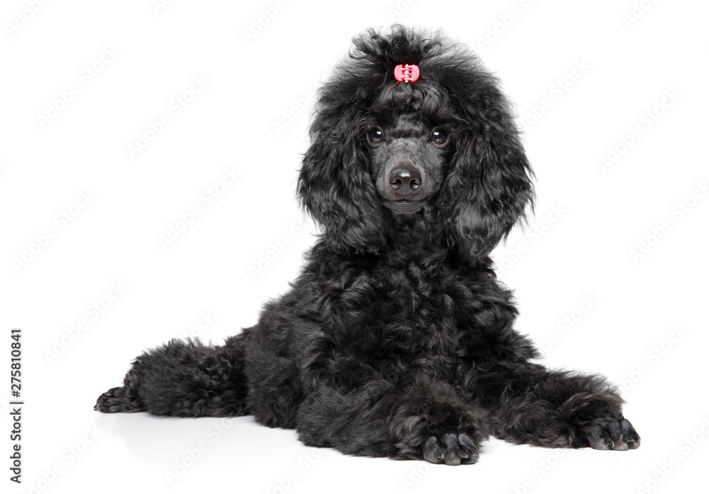 All black toy sales poodle