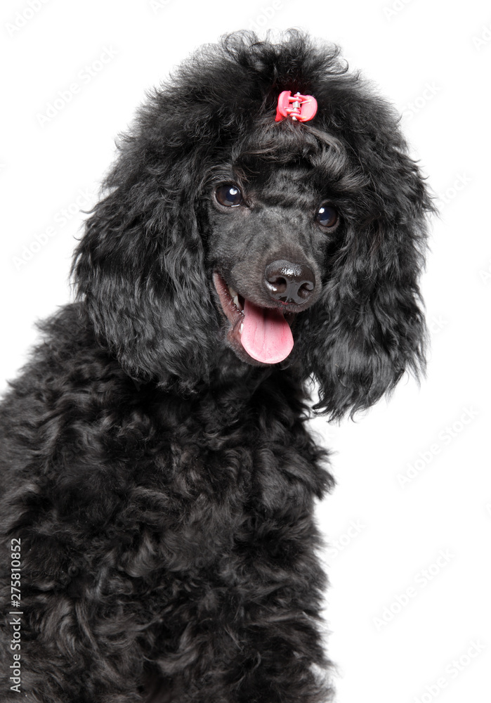 Happy poodle puppy on white background Happy poodle puppy on white background