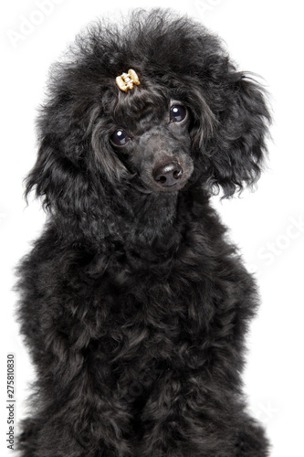 Black Toy Poodle puppy on white background