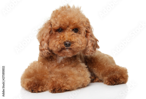 Red Toy Poodle puppy lying on white background