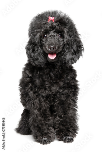 Happy Toy Poodle puppy on white background