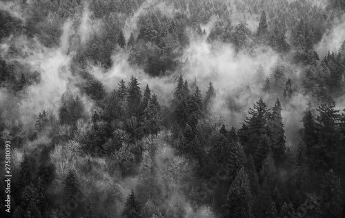 clouds in forest
