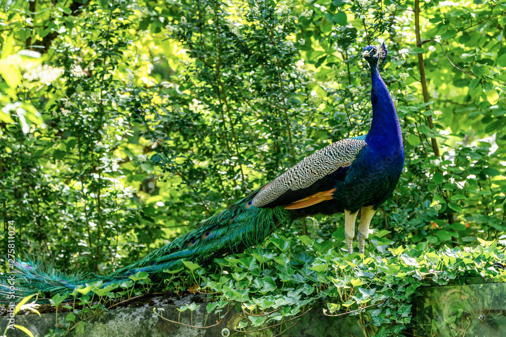 Obraz premium Indian Peacock or Blue Peacock, Pavo cristatus in the zoo