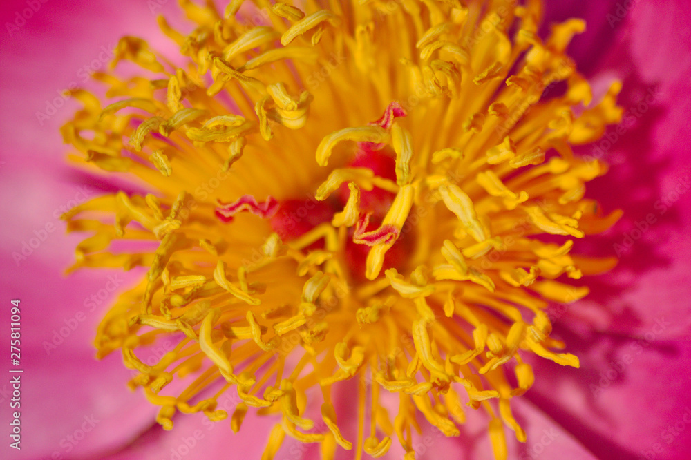 Bezaubernd schöne Blüten zeigen die Schönheit von Frühling und Sommer im Detail durch close up Makro-Aufnahme und schönem Sonnenschein zur schönsten Jahreszeit im Garten Bezaubernd schöne Blüten zeigen die Schönheit von Frühling und Sommer im Detail durch close up Makro-Aufnahme und schönem Sonnenschein zur schönsten Jahreszeit im Garten