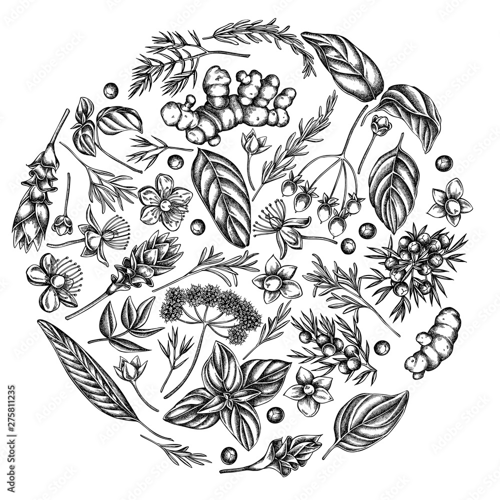 Fototapeta premium Round floral design with black and white angelica, basil, juniper, hypericum, rosemary, turmeric