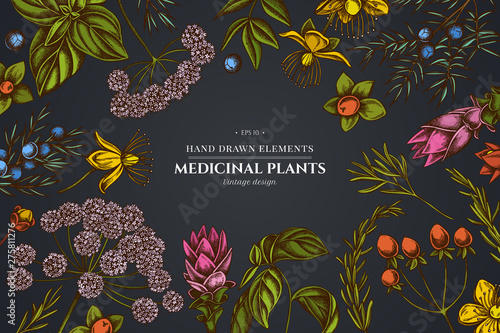 Floral design on dark background with angelica, basil, juniper, hypericum, rosemary, turmeric